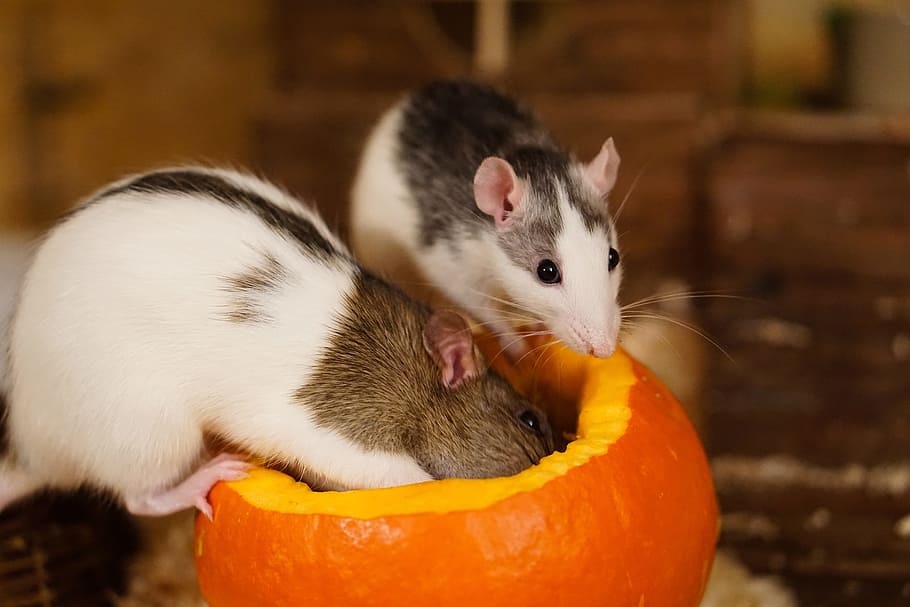 Rat, Color, Sweet, Smart, Rodent, color rats, nager, animal, ears, mammal, fur