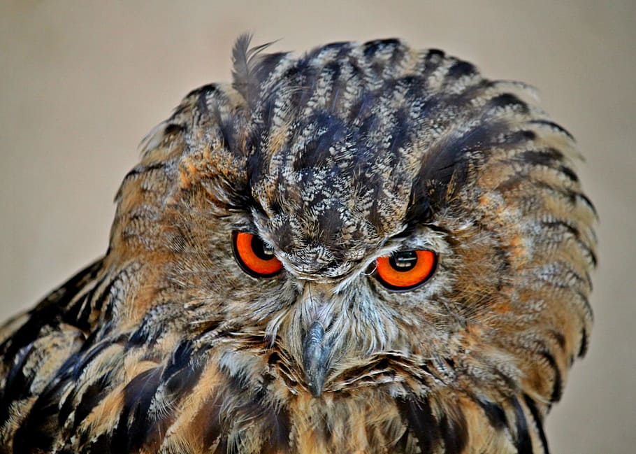 shallow, focus photography, owl, daytime, eagle owl, bird, animals, bird of prey, feather, plumage, wild bird