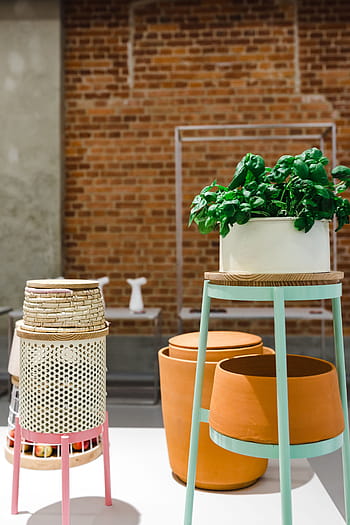 植木鉢、 展示、 植物、 ポット、 博覧会、 椅子、 テーブル、 レストラン、 人なし、 カフェ、 屋外