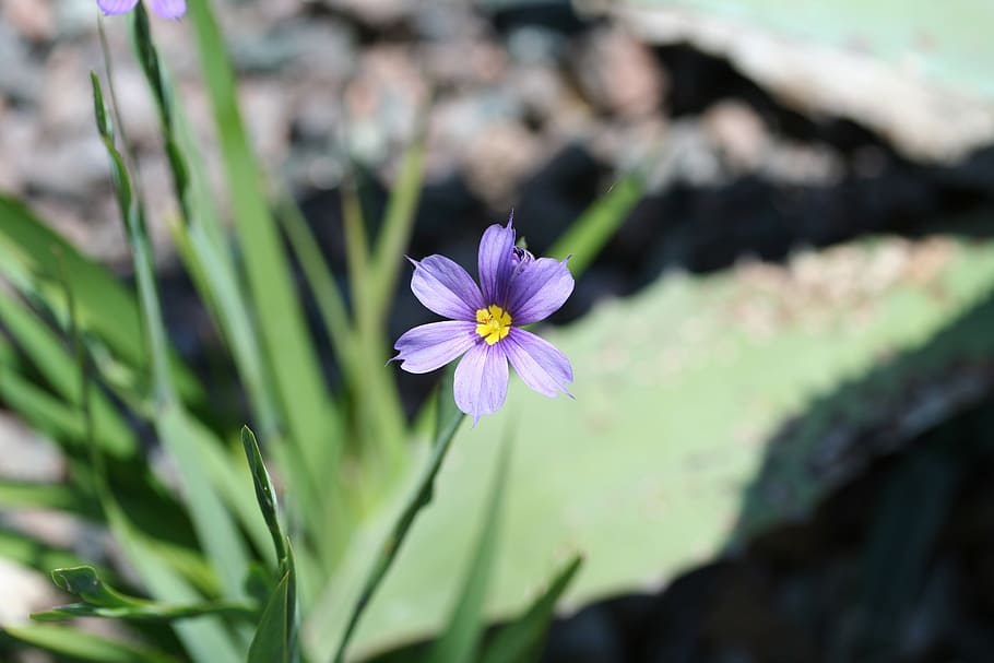 modrooký trávy, sisyrinchium angustifolium, nebo sisyrinchium biforme, úzký list modrooký trávy, nebo drsná modrooká tráva, modrý, nachový, žlutá, zelená, divoká rostlina, Bermudy