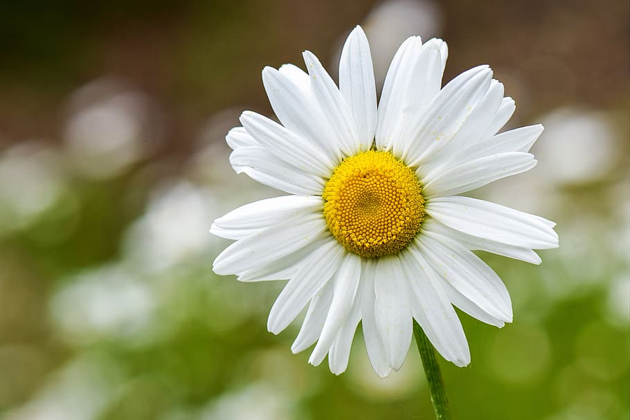 chamomile, bunga, tanaman, musim semi, musim panas