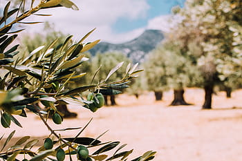 kapat, Fotoğraf, yeşil, bitki, yapraklar, gün, zaman, ağaçlar, zeytin, meyve, Çiftlik
