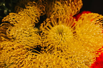 カラフルな花の花束、 コレクション、 カラフル、 花、 花束、 バラ、 植物、 美しい、 かなり、 自然、 クローズアップ