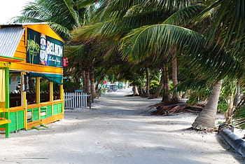 Cay, Caulker, Ambergris, belize, cay caulker, central america, island, beach, palm Tree, tropical Climate, south Beach