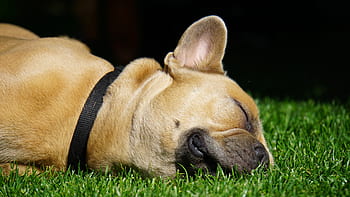 Bulldog français, chien, en train de dormir, détendu, en dehors, se ruer, museau, oreilles, Collier, les yeux, fourrure
