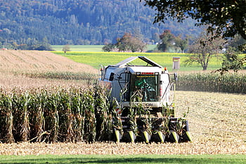 sklizeň kukuřice, kombajn, obilné pole, pracovní stroj, zemědělství, sklizeň, claas