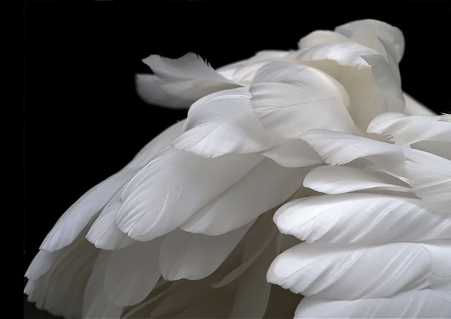 white feathers, Feathers, White, Swan, Plumage, Soft, white, swan, pale, serenity, peace, serene