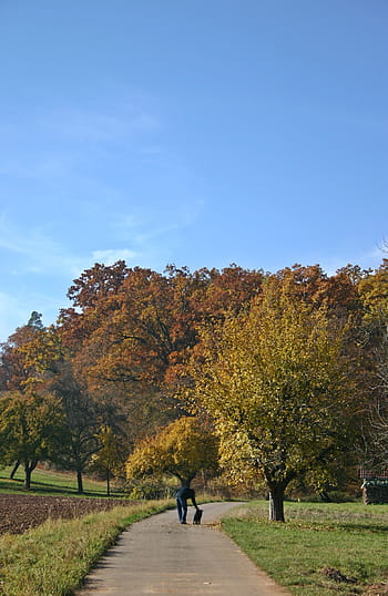 autumn, walk, autumn walk, away, landscape, autumn landscape, nature, trees, lane, meadow, dog