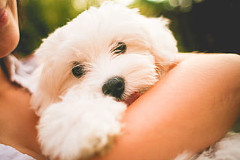 マルチーズ犬の子犬、 ハグ、 マルチーズ犬、 子犬、 かわいい、 犬、 ペット、 動物、 人々、 友情、 アウトドア