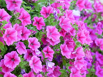 růžové květy petúnie, petúnie, květ, růžový, květiny, nachtschattengewächs, solanaceae, zahradní petúnie, petúnie × hybrida, hybridní, okrasné rostliny