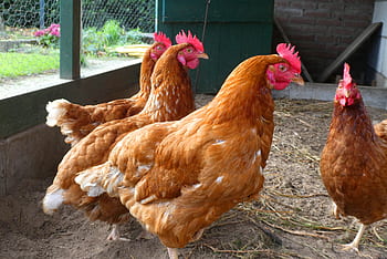 chickens, farm, poultry, plumage, a chicken coop, birds, animals