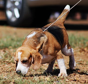selective, focus photography, adult, tricolor, beagle, dog, pet, animal, brown, canine, domestic