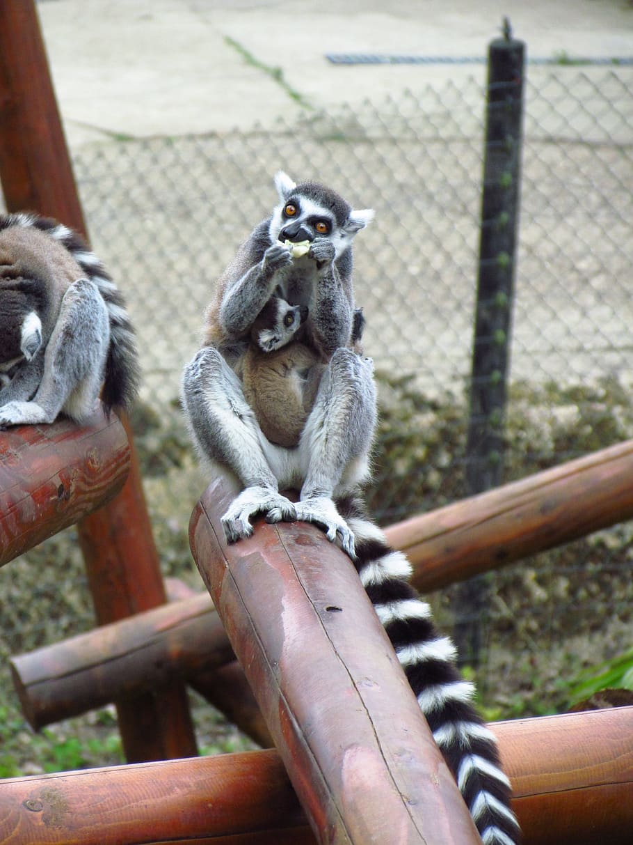 Lemar, Post, Zoo, animal themes, one animal, animal wildlife, outdoors