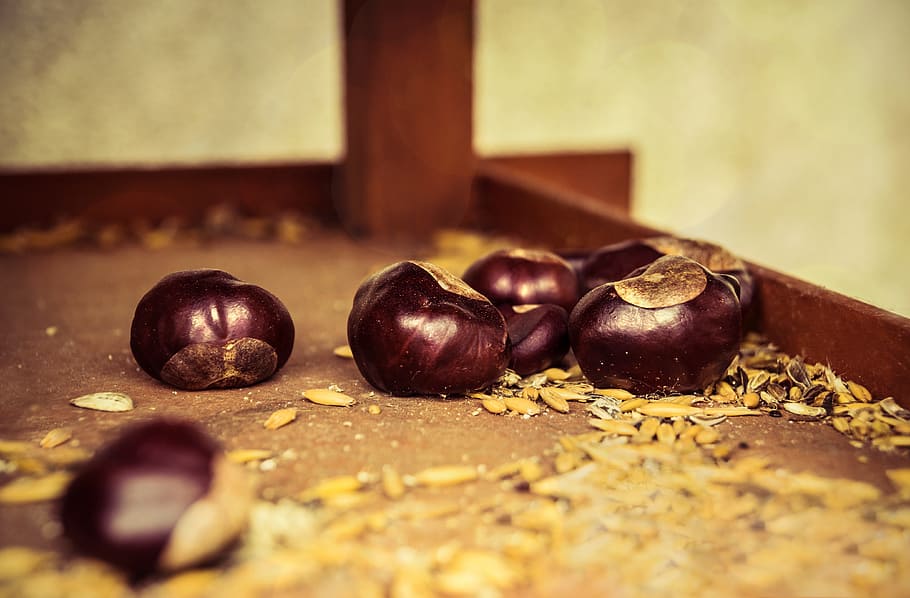 podzimní začátek, Kaštan, hnědý, otevřený kaštan, dekorace, Buckeye, Příroda, kaštanové ovoce, les, obyčejné rosskastanie, lesklý