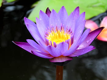 blomster, indonesisk, planter, lotus, vannplanter, lotus luft, blad, rød, lilla, vann, dekorasjon utendørs