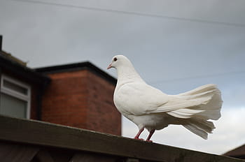 white, dove, perched, brown, wooden, surface, birds, peace, symbolism, symbols, signs