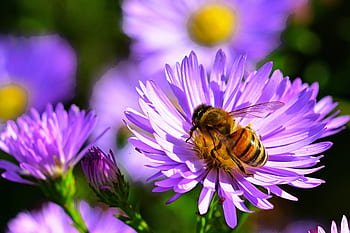 autumn, aster, bright, bee, food