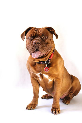 adulto, abbronzatura, bianca, cucciolo di bullo americano, cane, grande, dogue de bordeaux, cane de bordeaux, mastino francese, Moloss