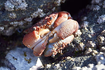 crab, crustacean, water, animal, ocean, beach, seafood, marine, nature, claw, red