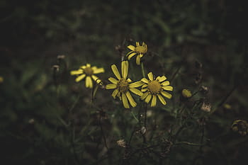 yellow daisy flowers, yellow, daisy, macro, shot, photography, dark, flower, petal, garden, farm