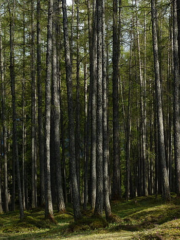 larch forest, forest, larch, tree trunks, strains, fairy tale forest, larix, pine family, western