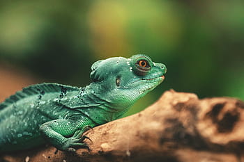 ショット、 トカゲ爬虫類、 クローズアップ、 トカゲ、 爬虫類、 自然、 動物、 野生動物、 緑色、 カメレオン、 イグアナ