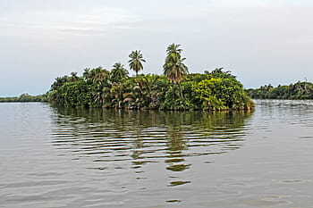 palm trees, island, tropical, africa, nature, tropical island, landscape, paradise, exotic, river, water