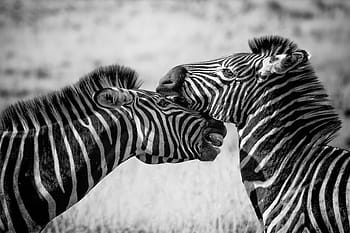 két, zebra szürkeárnyalatos fénykép, zebra, vadvilág, Afrika, szafari, vad, természet, emlős, állat, szavanna