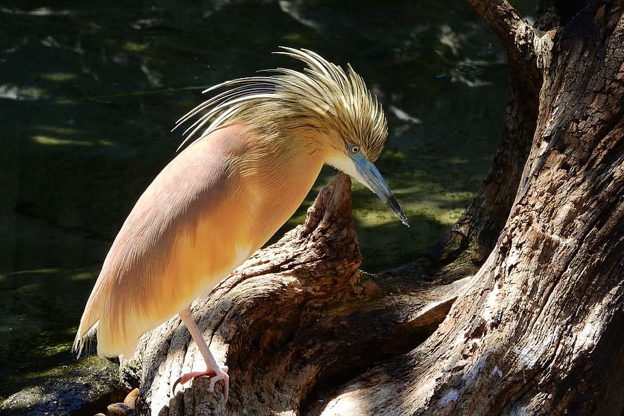 volavka, chlupatý, ardeola ralloides, volavka chlupatá, ciconiiformes, malá volavka, vodní pták, jednoho zvířete, zvířata ve volné přírodě, pták, zvířat