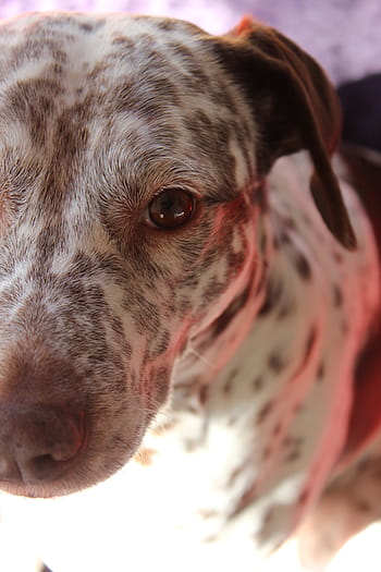 dalmatian, dog, animal, white, pet, puppy, canine, cute, breed, domestic, friend