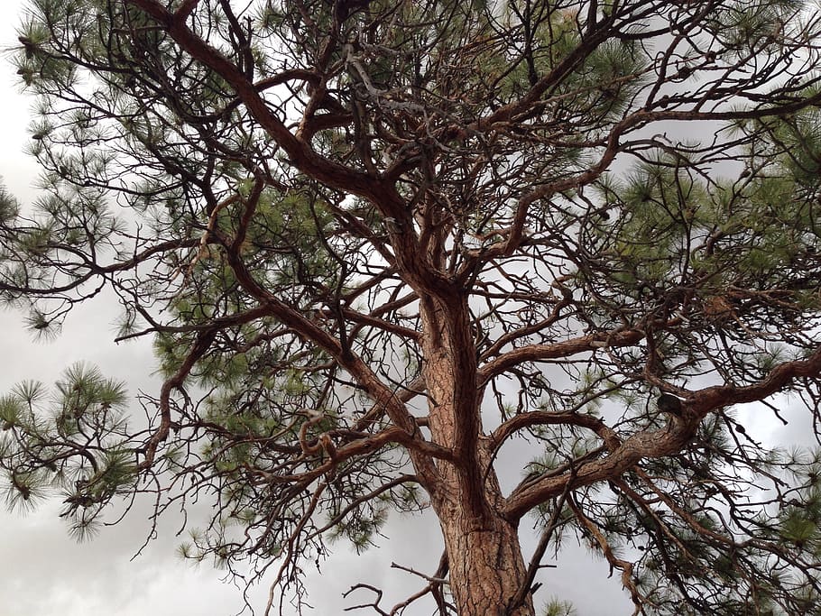 tree, ponderosa pine, pine, ponderosa, nature, green, natural, branch
