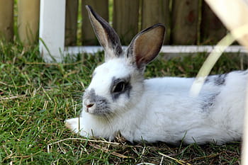 rabbit, a pet rabbit, white rabbit, animal, pet, living nature, cute, grass, summer, green grass, outdoors