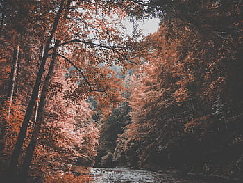 natura, paesaggio, alberi, foresta, ruscello, fiume, rami, lussureggiante, pittoresco