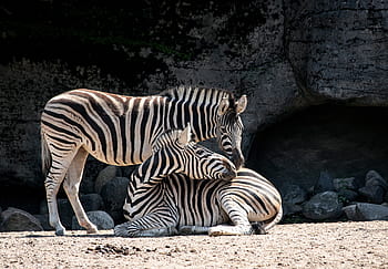 zebra, pattedyr, dyr, dyr verden, natur, striber, stribet, Afrika, sort og hvid, Zoo, hagenbeck zoo