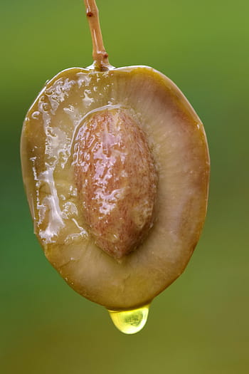 olive, olive oil, green, eat, food, benefit from, ripe, tasteful, herb, close, fruit