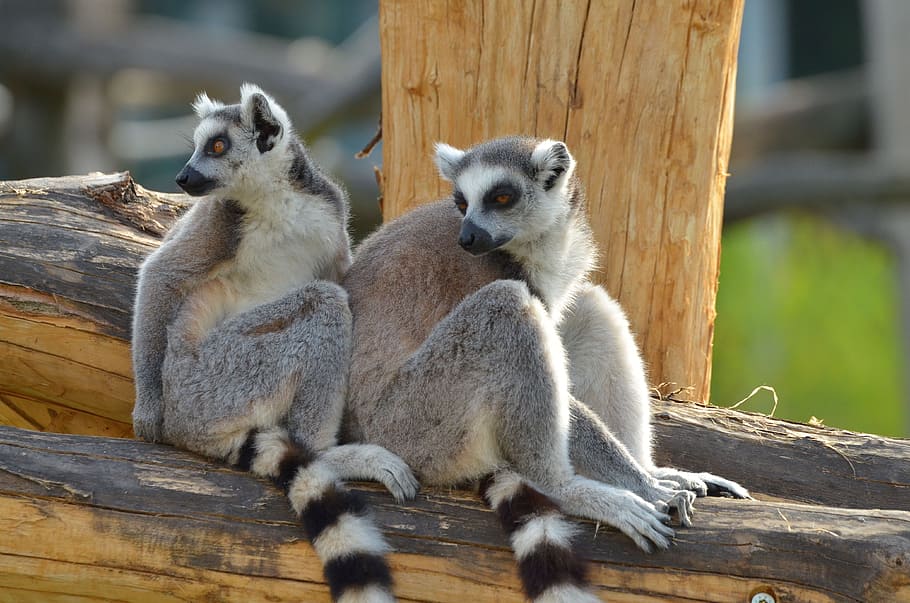 ring tailed lemur, zoo, lemurs, lemur catta, lemur, catta, mammal, ringed, striped, prosimian, tail