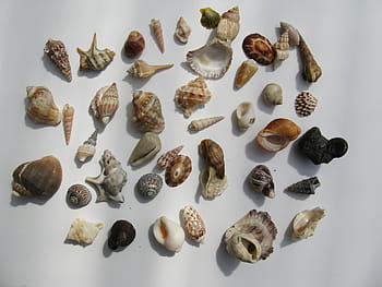 rozmanité barevné mušle, mušle, mořských plžů, vodní šnek, měkkýšů, bydlení, moře, perleť, shell, hlemýždi, mořská zvířata