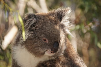 koala, australia, koala bear, lazy, rest, animal, nature conservation, philip island, purry, cuddly, sweet