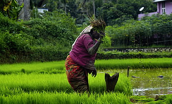 kerala, outdoor, cultivating, india, green, farmland, life, people, agriculture, countryside, labor