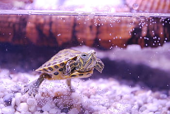 brun skildpadde, skildpadde, trachemys scripta, vandskildpadde, akvarium, ungt dyr, krybdyr, akvatiske, langsom, skal, undervands-