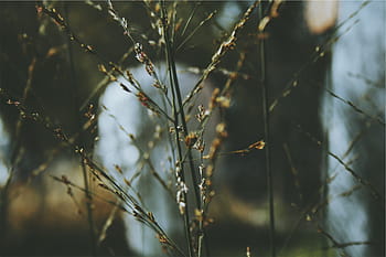 fotografia makro, Zielony, roślina, makro, fotografia, rośliny, żadnych ludzi, jedno zwierzę, Natura, zwierzęta na wolności, drzewo