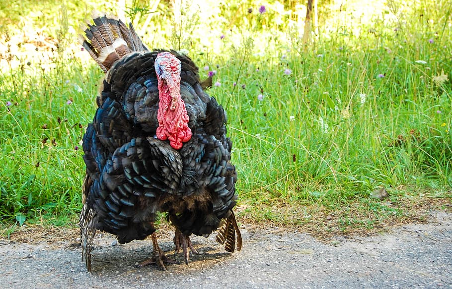 krocan, pozorování ptáků, živá příroda, zvíře, zobák, pták, modrý, hnědý, oslava, Vánoce, kohout