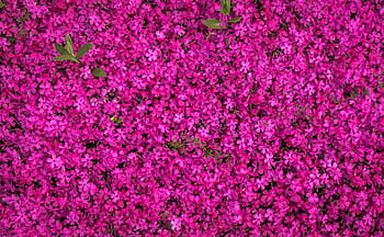 rosa, campo di fiori, aereo, fotografia, fiori, primavera, fiori di primavera, viola, struttura, modello, natura