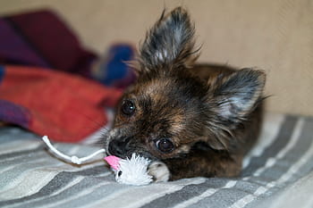 chihuahua, cane, cucciolo, giocattoli, chihuahua, cane, bambino, giocattolo per cani, giocare, giovane, carina, chiwawa