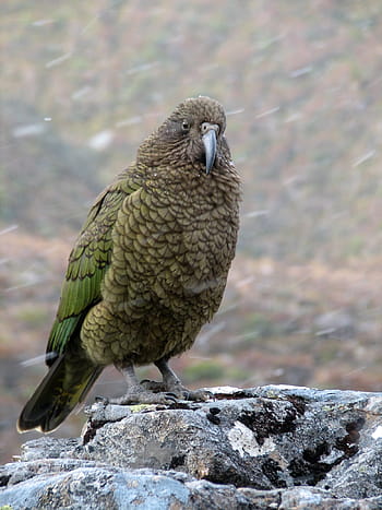 papoušek kea, -, kea, horský papoušek, nestor notabilis, arthur projít, ptačí, pták, fotky, Nový Zéland, Papoušek