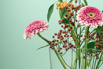 selective, focus photography, pink, daisies centerpiece, green, leaf, flower, nature, plant, petals, vase