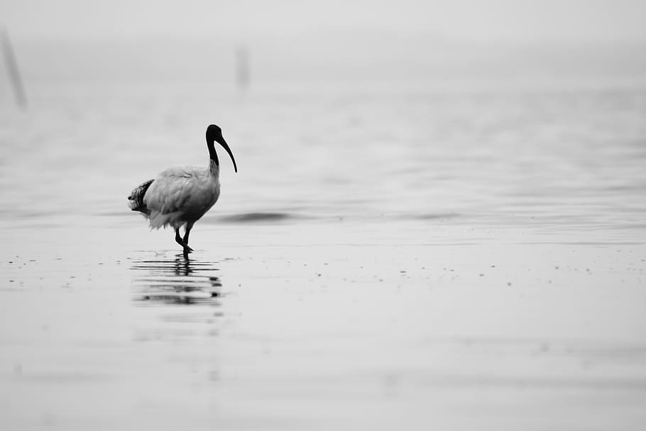 nature, animal, bird, heron, egret, wildlife, zoo, park, fauna, walking, water