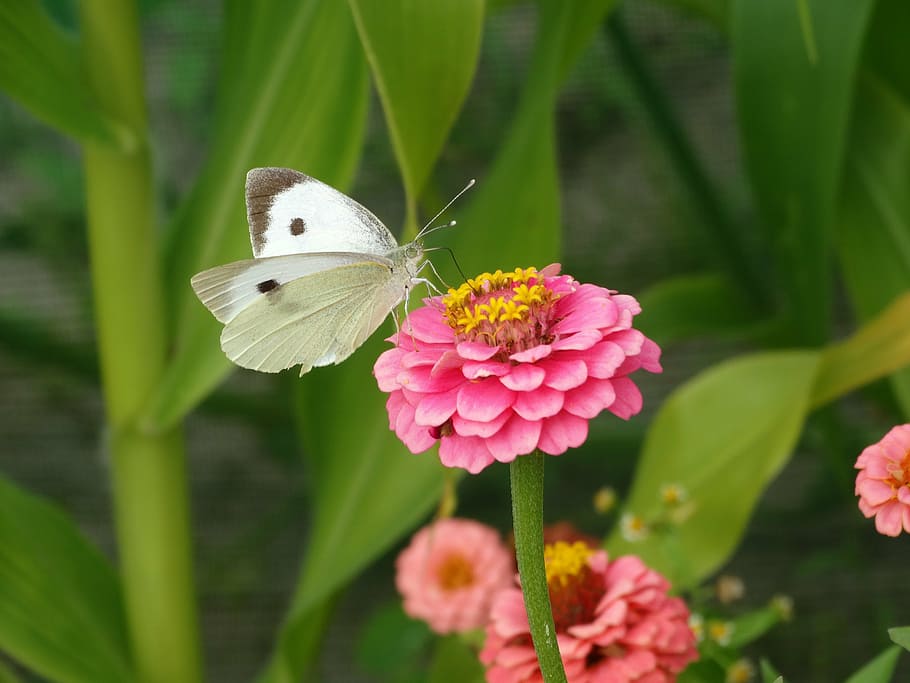 cabbage, white, butterfly, perched, purple, petaled flower, closeup, photography, flower, green, pink