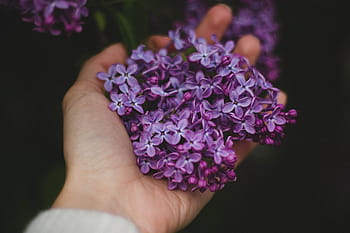person, holding, purple, petaled flowers, hand, palm, violet, flower, petals, outdoor, dark