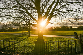 park fence tree sunset, Park, Fence, Tree, Sunset, nature, outdoors, sunlight, grass, sun, green Color